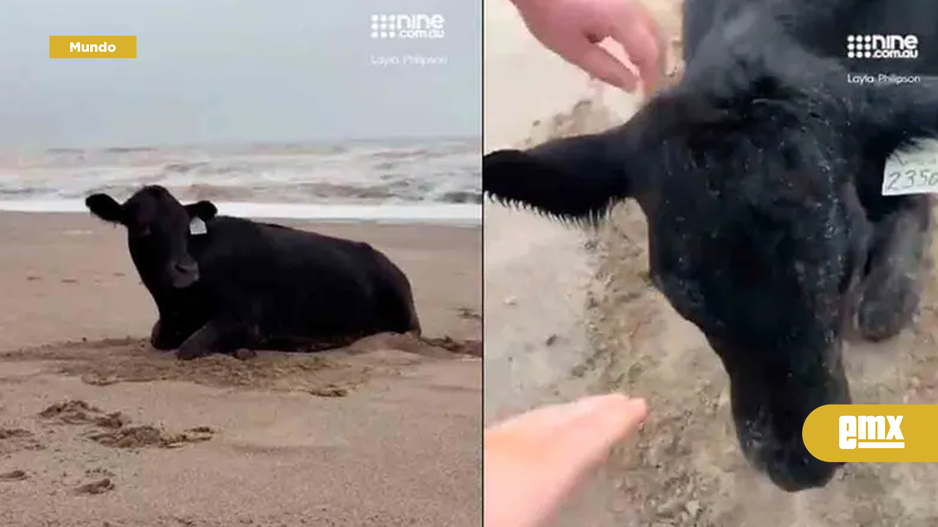 EMX-Vaca-arrastrada-por-inundación-aparece-viva-y-mugiendo-en-la-playa-australiana