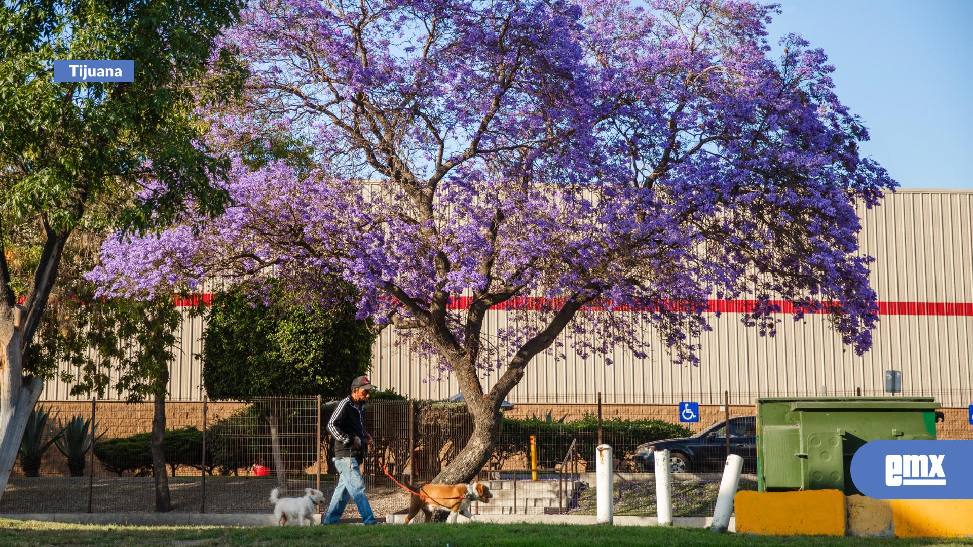EMX-Jacarandas-pintan-de-morado-las-calles-de-Tijuana