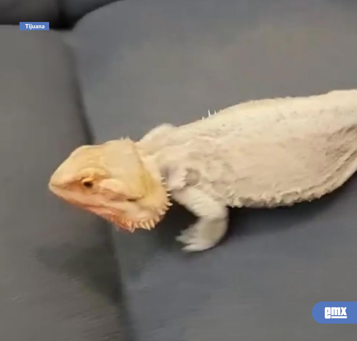 EMX-Juventud-se-decanta-por-reptiles-como-mascotas