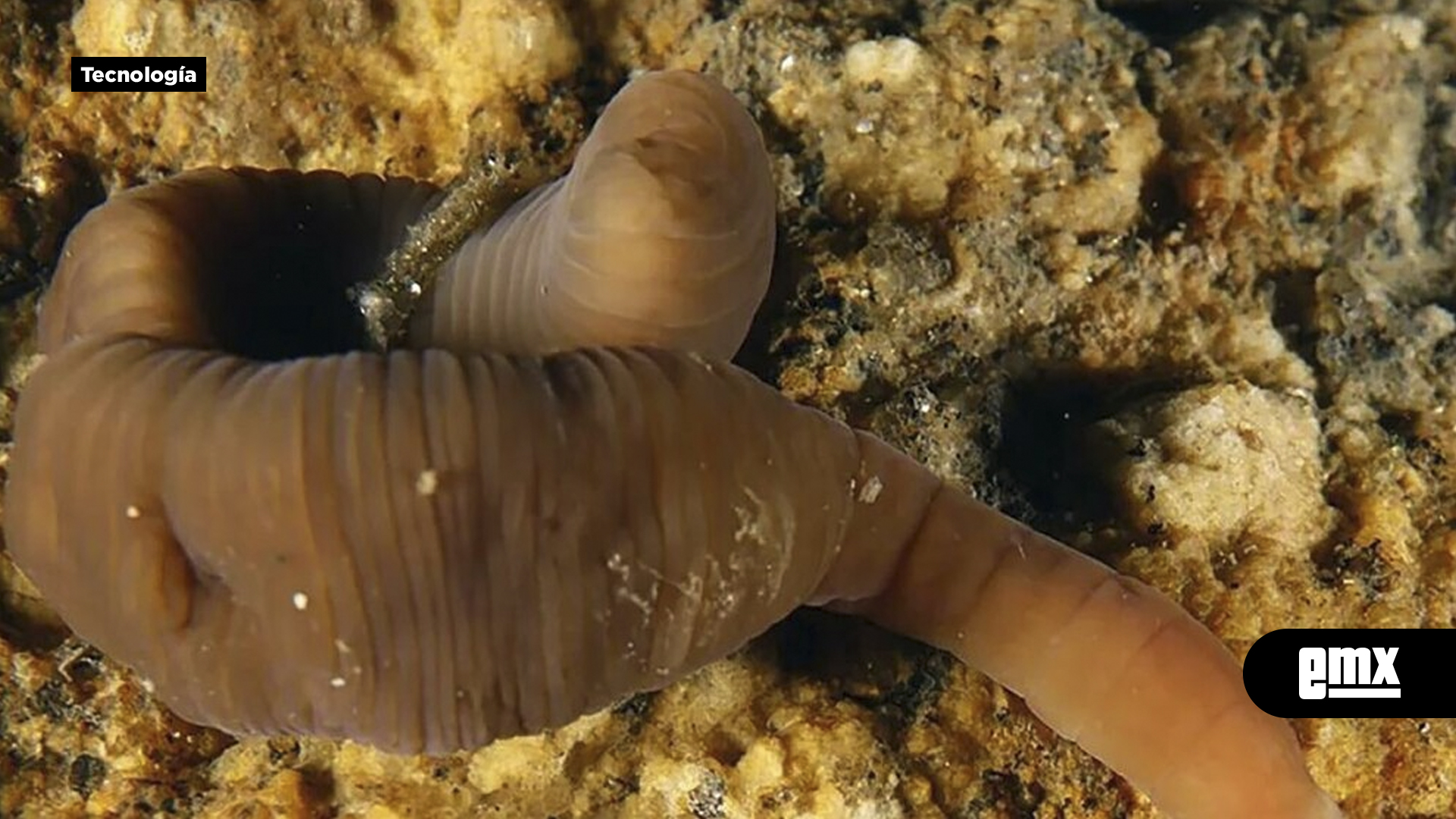 EMX-Se-descubrió-una-nueva-especie-de-gusano-marino-con-una-asombrosa-capacidad-de-contracción