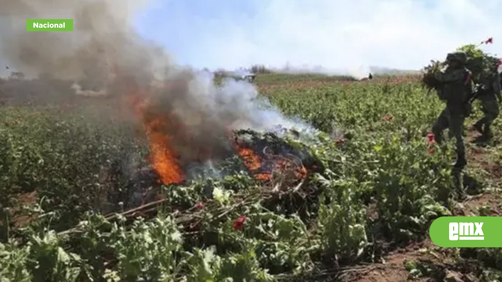 EMX-Ejército-Mexicano-destruye-132-plantíos-ilegales-y-recupera-12-mil-litros-de-combustible