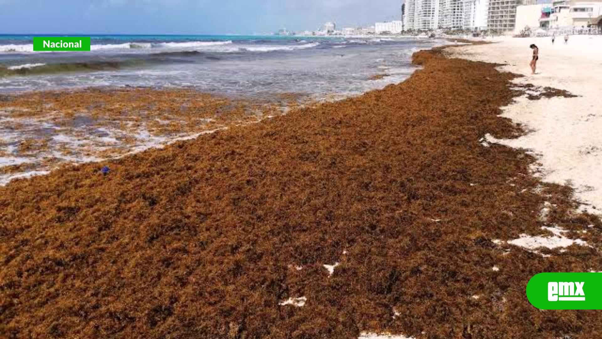 EMX-Sargazo-invade-el-Caribe-mexicano:-cifra-histórica-en-2025-alarma-a-expertos