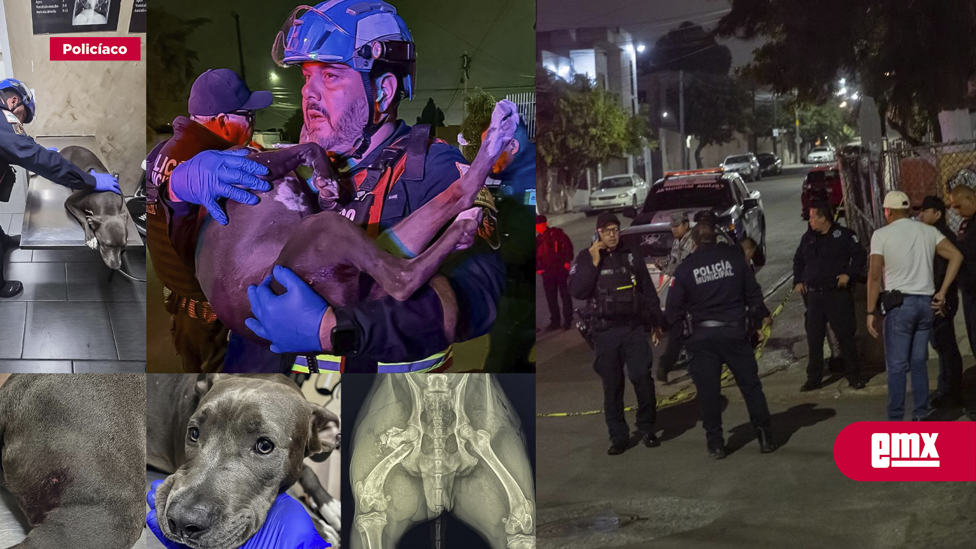 EMX-Hombre-y-perro-resultan-lesionados-en-ataque-armado-en-la-colonia-Independencia