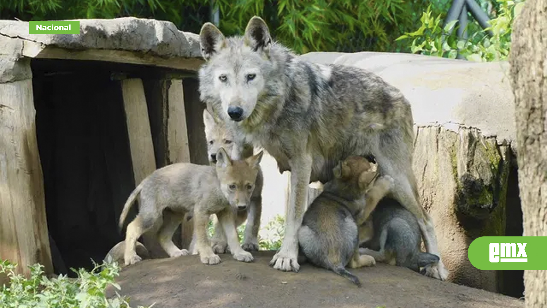 EMX-Nacen-4-pequeños-lobos-mexicanos-en-CDMX;-especie-en-peligro-de-extinción