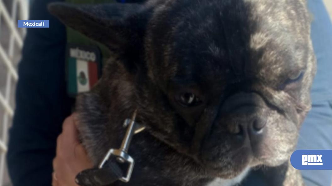 EMX-FGE rescata a perro de maltrato animal