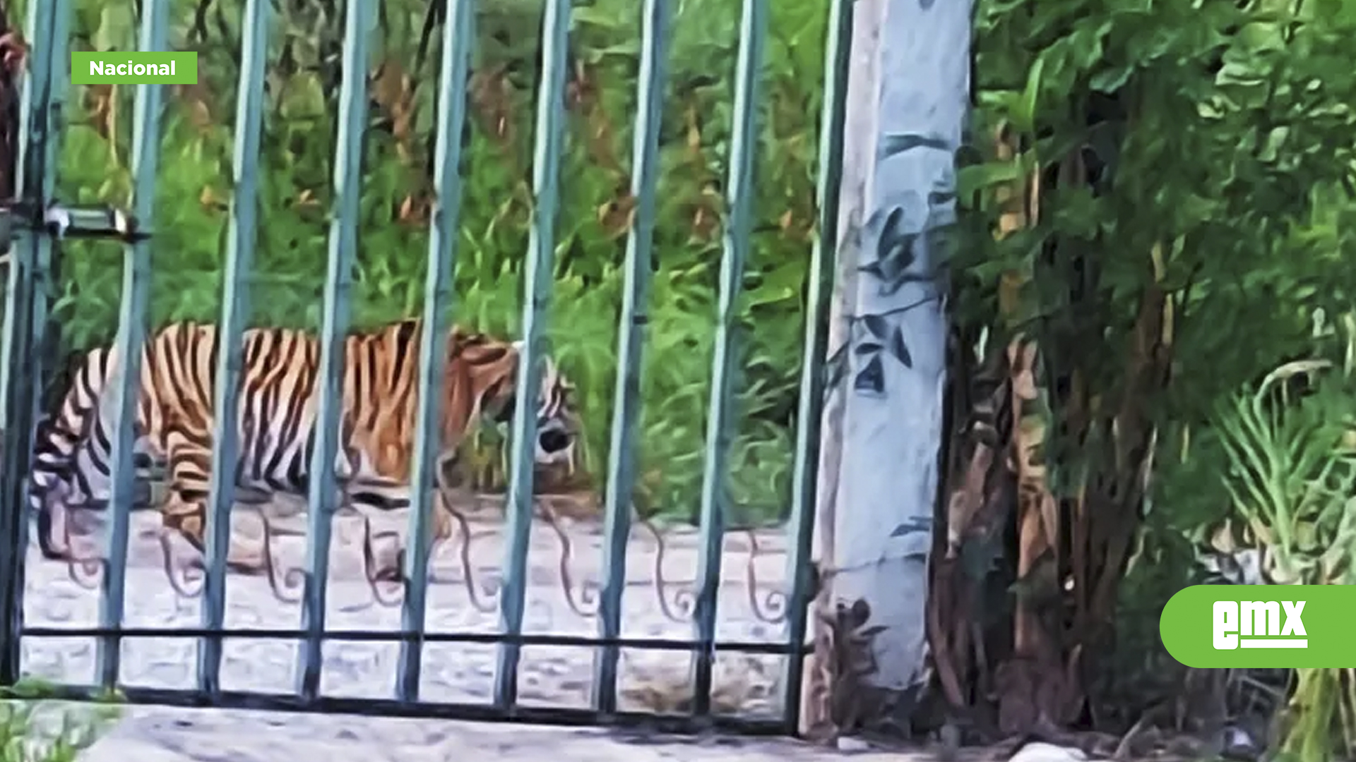EMX-Reportan-a-tigre-deambulando-en-Salinas-Victoria,-Nuevo-León