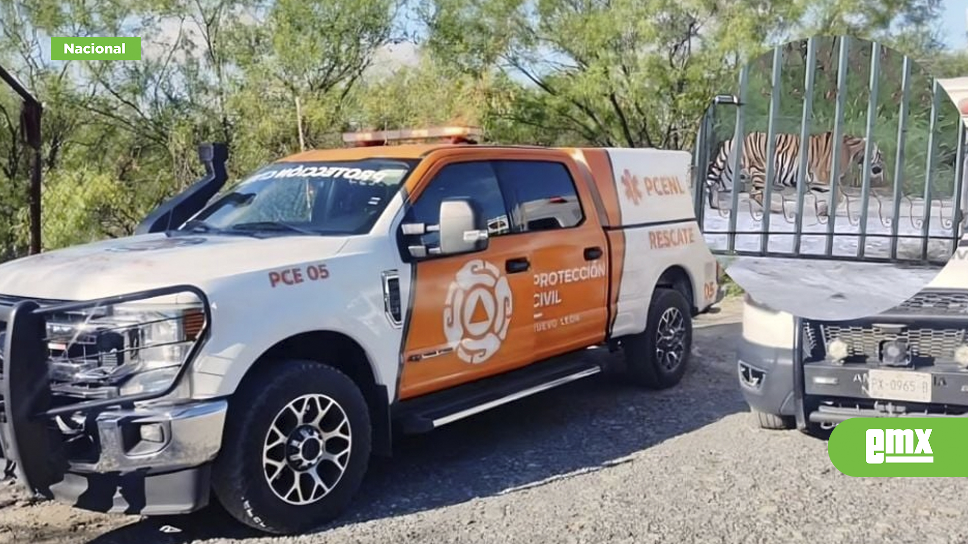 EMX-Ubican-a-tigre-adulto-cerca-de-un-rancho-en-Salinas-Victoria;-buscan-capturarlo