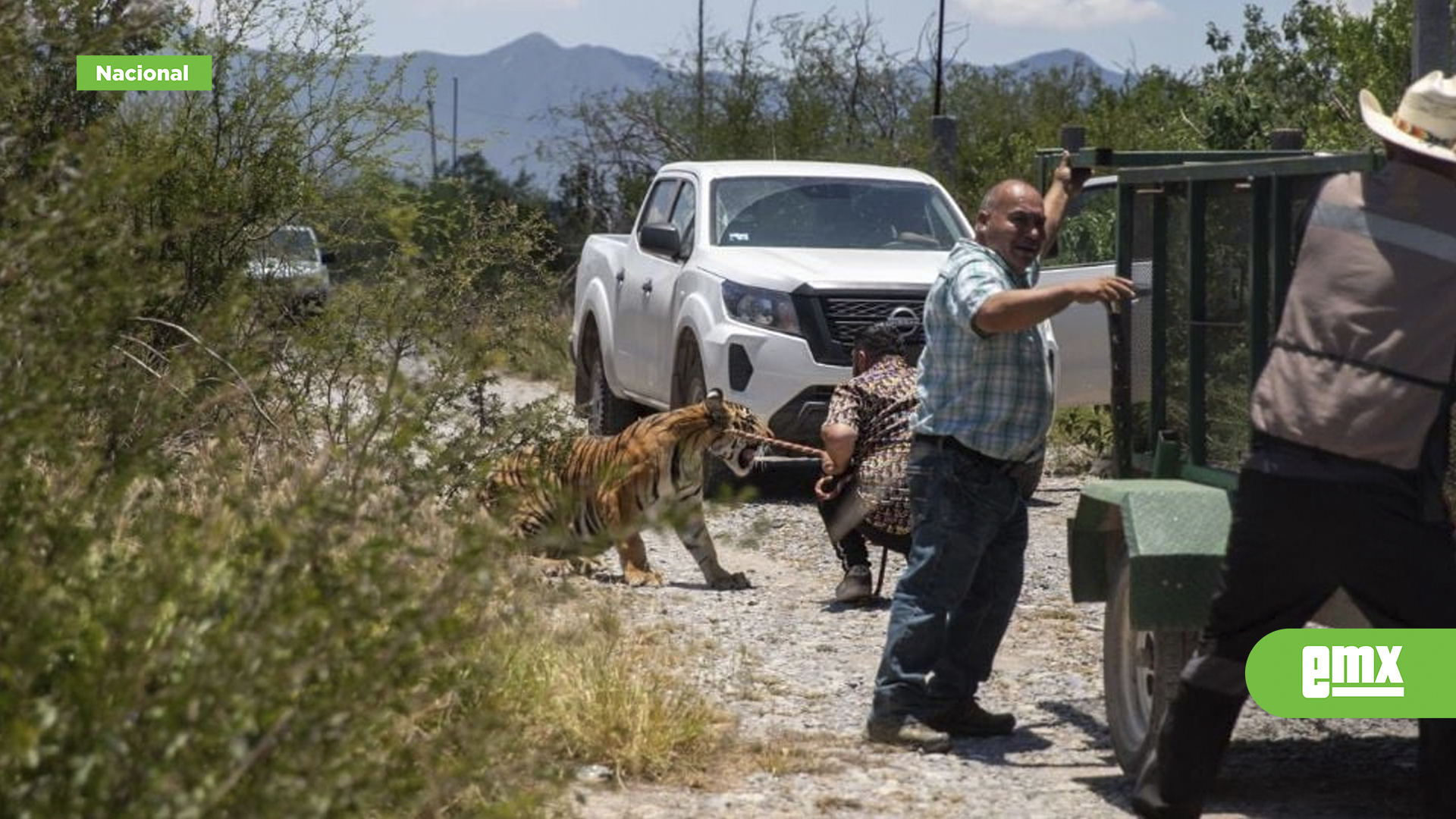 EMX-Capturan-a-tigre-suelto-en-Salinas-Victoria;-se-reencontró-con-su-dueño