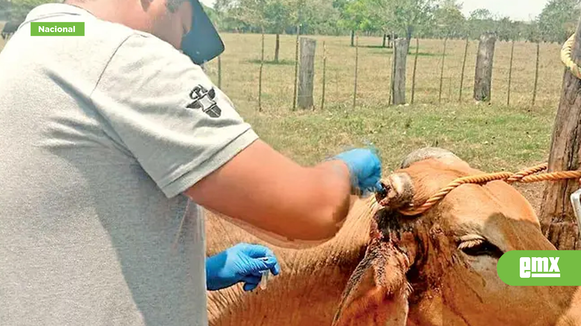 EMX-Corre gusano barrenador sin distingo de especies; pega a 2 gatos y un búfalo de agua