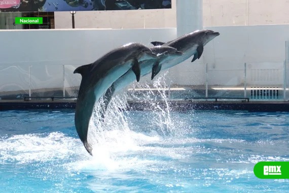 EMX-Aprueba-Congreso-reforma-para-proteger-a-los-delfines-en-cautiverio