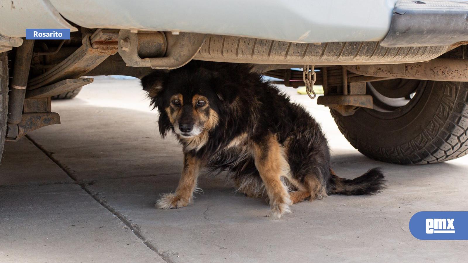 EMX-Gobierno de Playas de Rosarito realizará esterilizaciones gratuitas a caninos y gatos este domingo