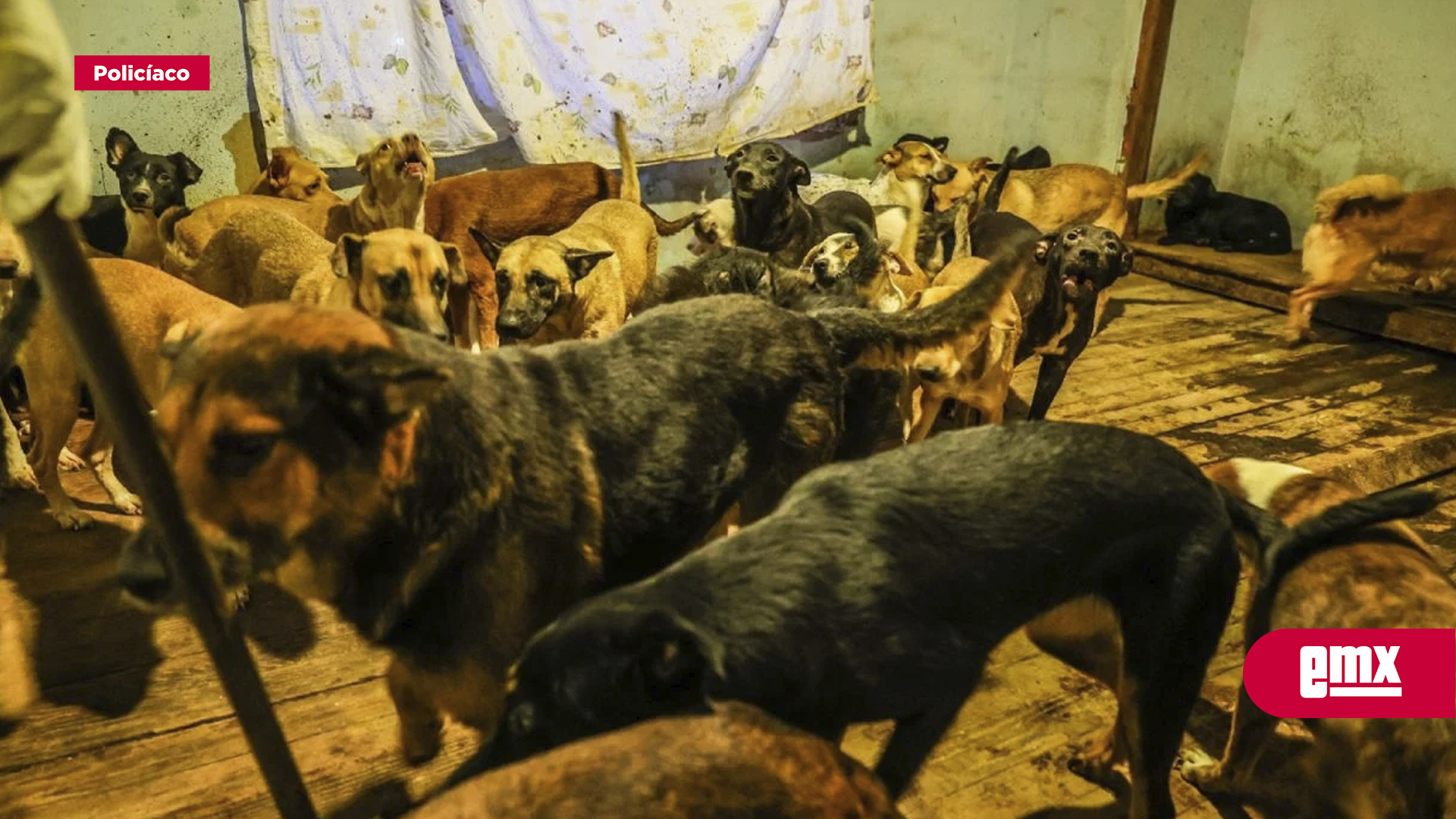 EMX-Rescatan-a-300-perros-hacinados-en-albergue-de-Ensenada