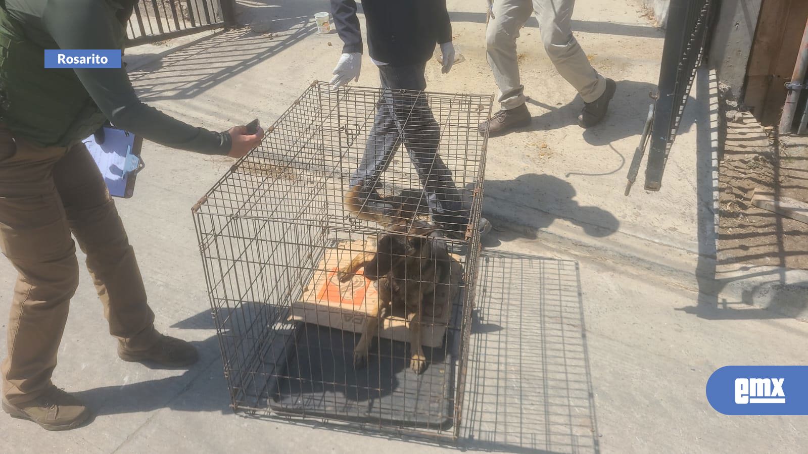 EMX-Ayuntamiento-de-Rosarito-rescata-a-canino-en-situación-de-abandono-tras-denuncia-ciudadana