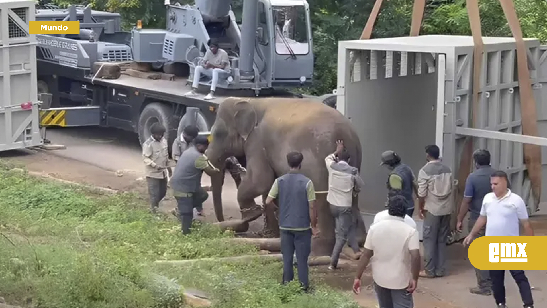 EMX-Expertos condenan envío de elefantes de India a Japón por intercambio de zoológicos