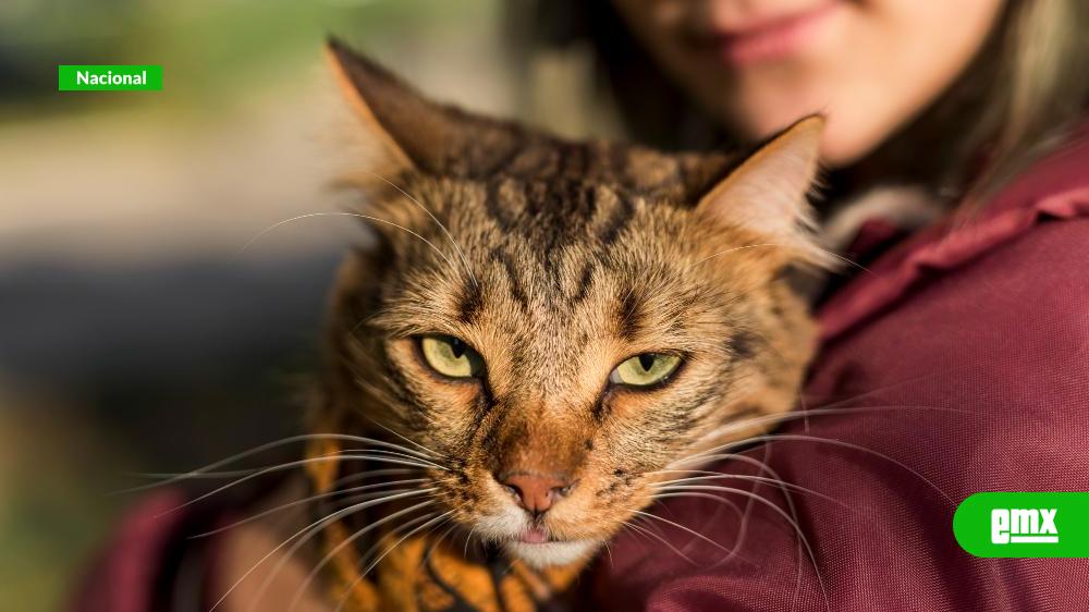 EMX-Gatos-mexicanos:-Alimentos-que-transforman-su-bienestar