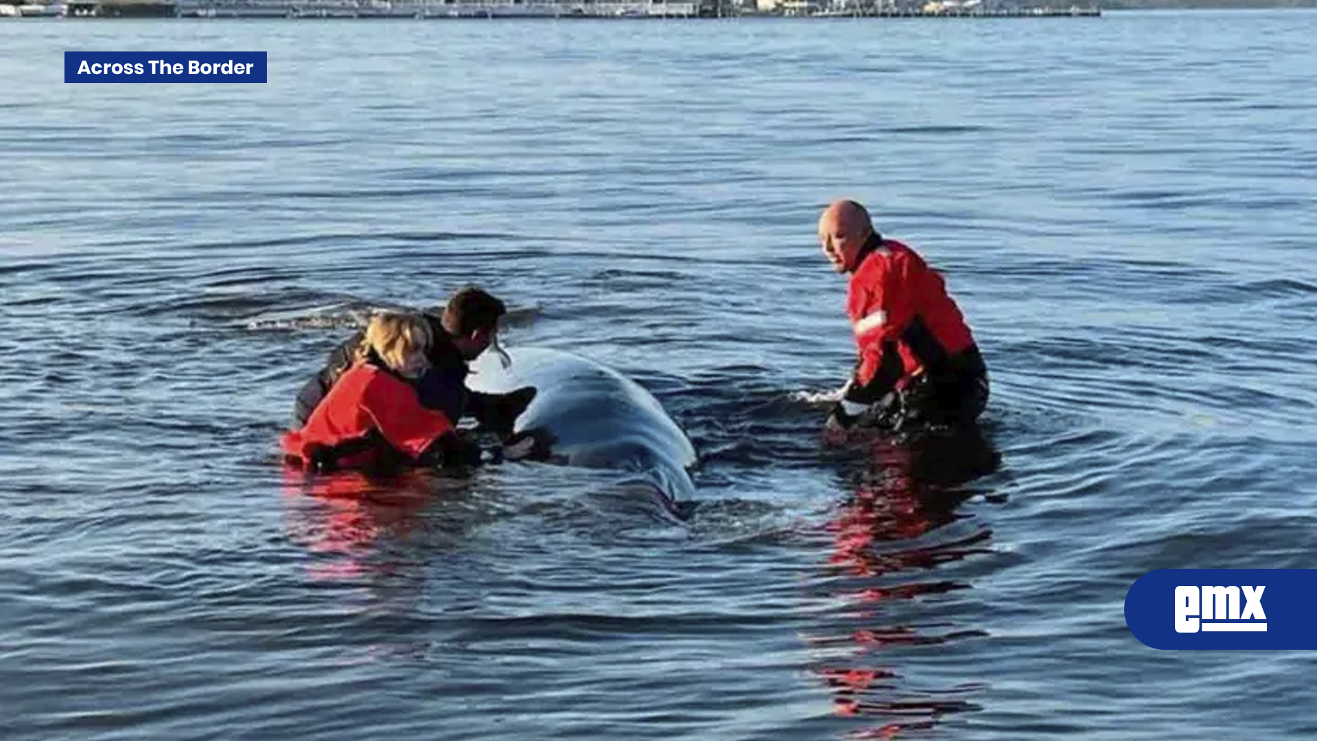 EMX-Encuentro-con-una-ballena-termina-en-tragedia-en-Nueva-Jersey