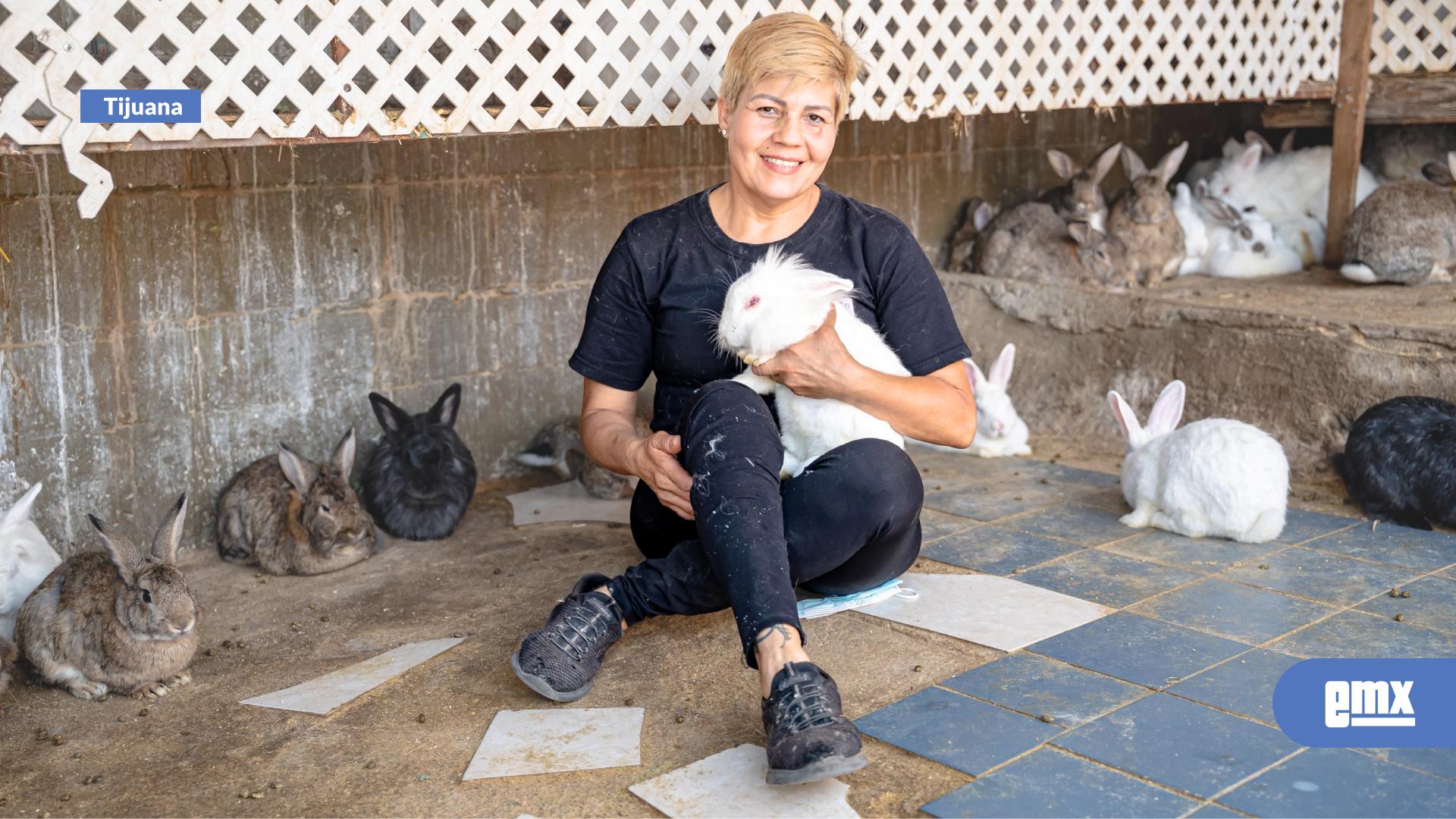 EMX-Refugio-“Mi-Mascota-Bunny”-cuida-a-más-de-140-conejos-en-Tijuana-y-busca-apoyo-para-seguir-operando