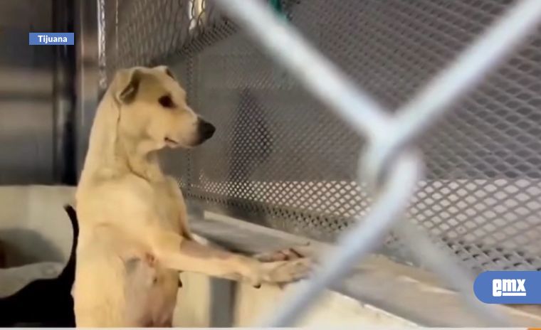EMX-Triplicación-de-presupuesto-de-Control-Animal-de-Tijuana-fue-aprobado