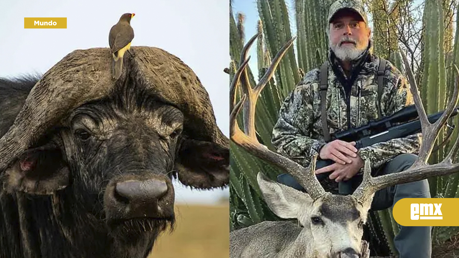 EMX-Millonario muere corneado por búfalo que intentaba cazar en safari africano
