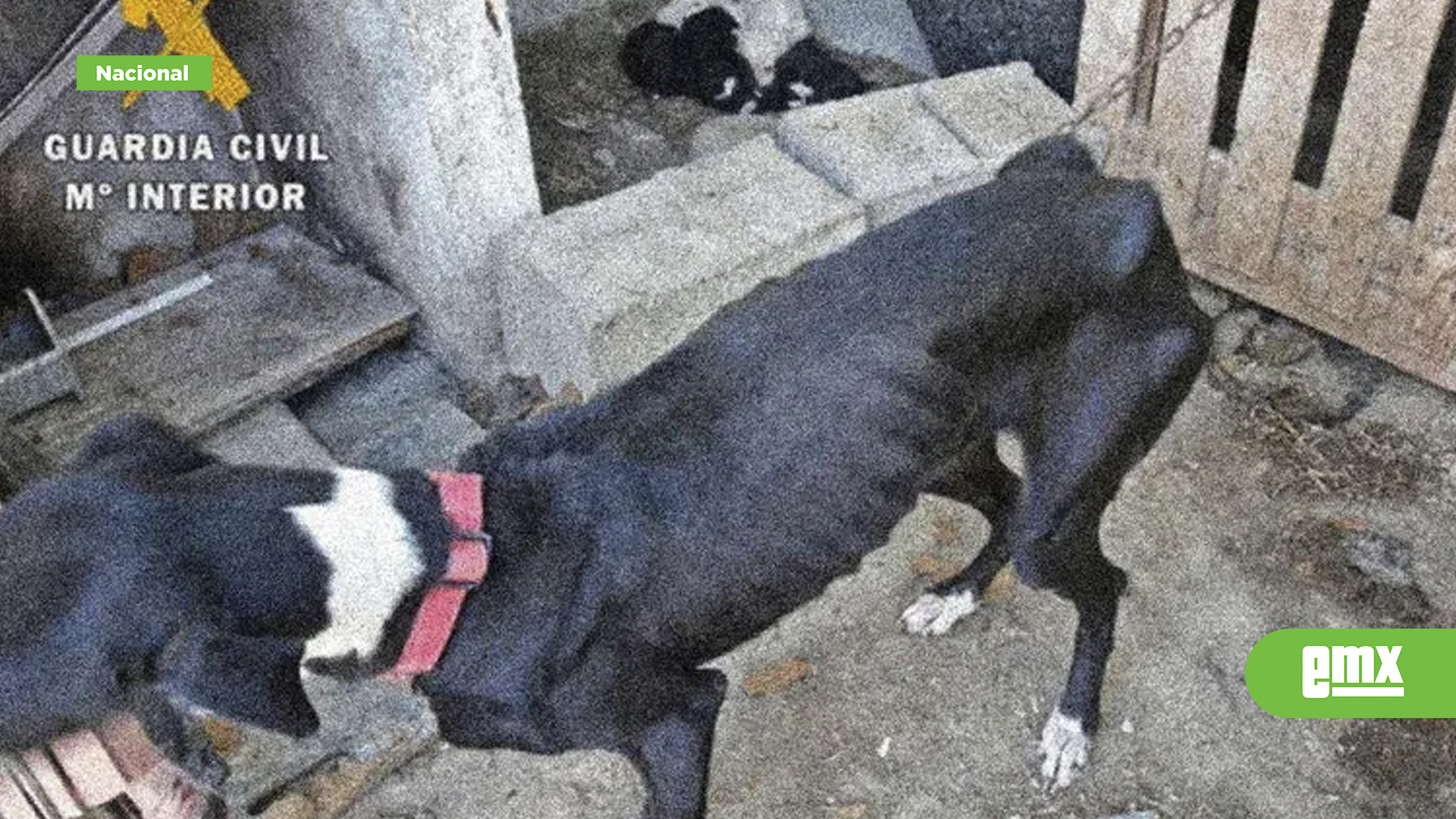 EMX-Hallan-32-perros-muertos-de-hambre-en-una-finca;-policías-rescatan-a-otros-en-desnutrición