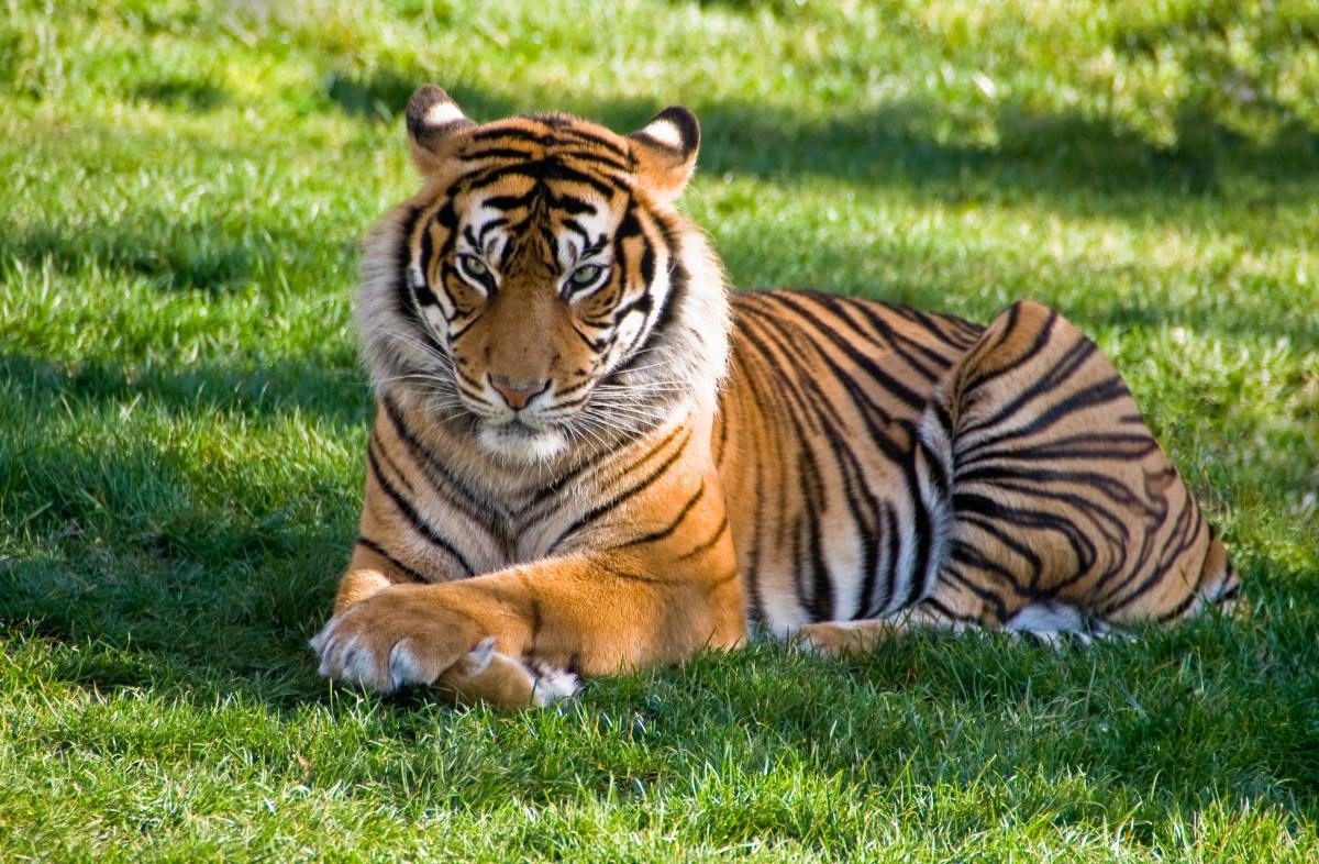 EMX-Capturan a tigre de Bengala en Texas