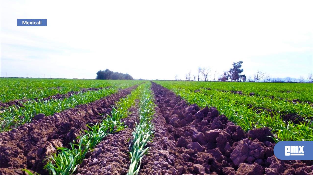 EMX-Anuncia-SADER-ampliación-para-programa-de-Fertilizantes-para-el-Bienestar-2025