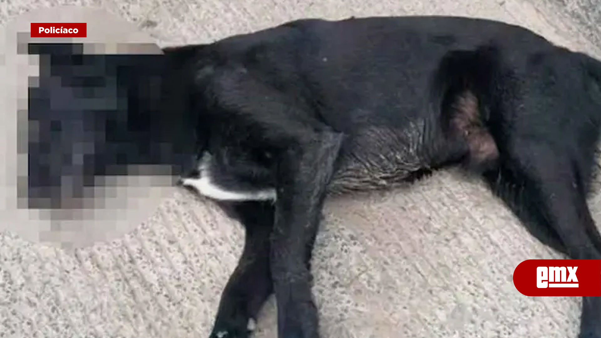 EMX-Denuncian-envenenamiento-masivo-de-mascotas-en-Tijuana;-van-8-animalitos-sin-vida