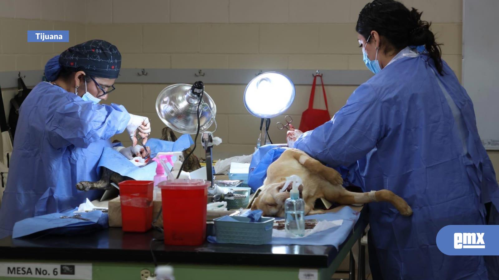 EMX-Atiende-Gobierno-Municipal-más-de-350-mascotas-en-Mega-Jornada-de-Esterilización-Canina-y-Felina