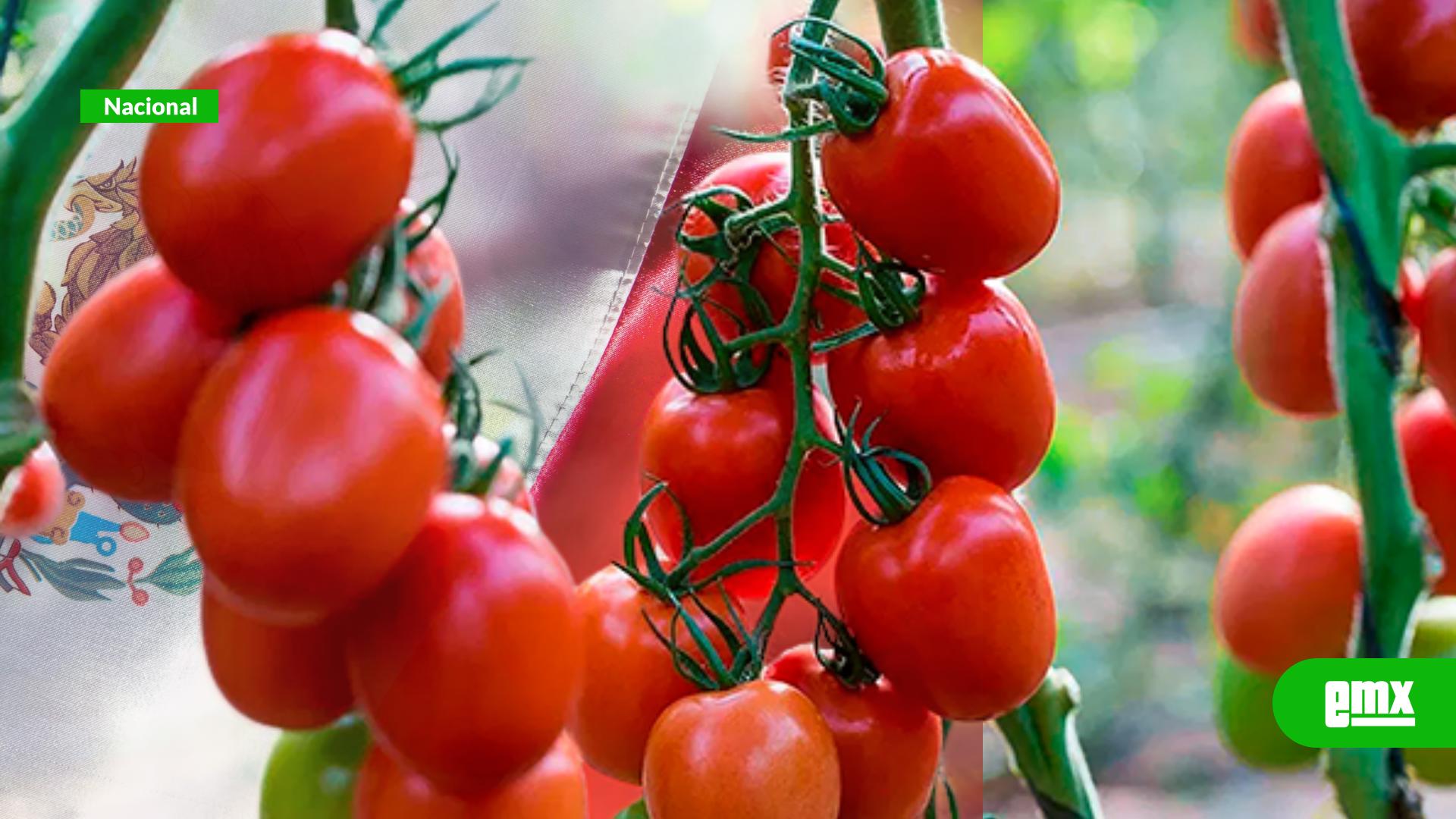 EMX-México-responde-al-arancel-del-17-%-de-EE.-UU.-con-precios-mínimos-de-exportación-al-tomate