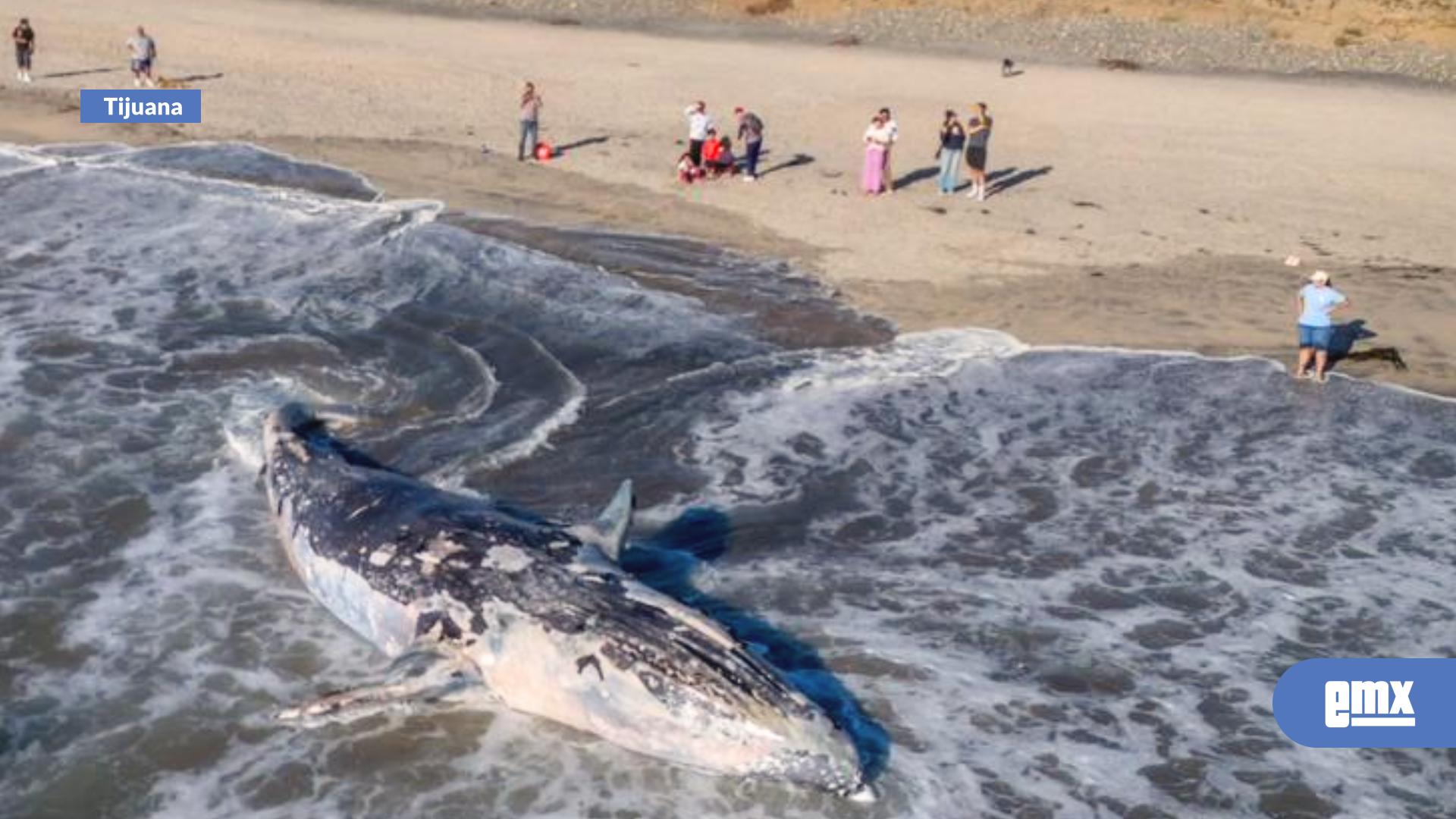 EMX-Ballena-aparece-en-la-orilla-de-Playas-de-Tijuana-y-causa-asombro-entre-visitantes