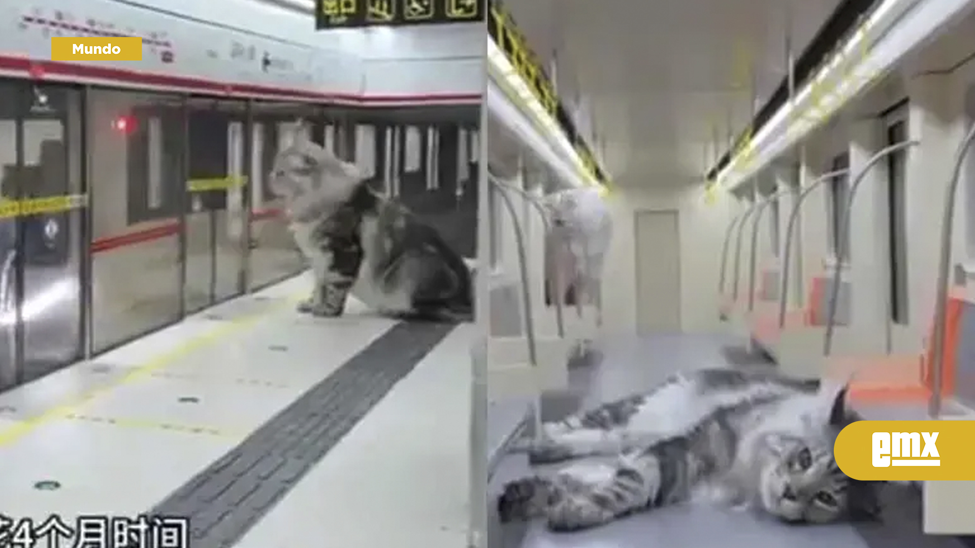 EMX-¡Próxima-estación:-Michilandia!-Joven-chino-construye-un-tren-subterráneo-solo-para-sus-gatos