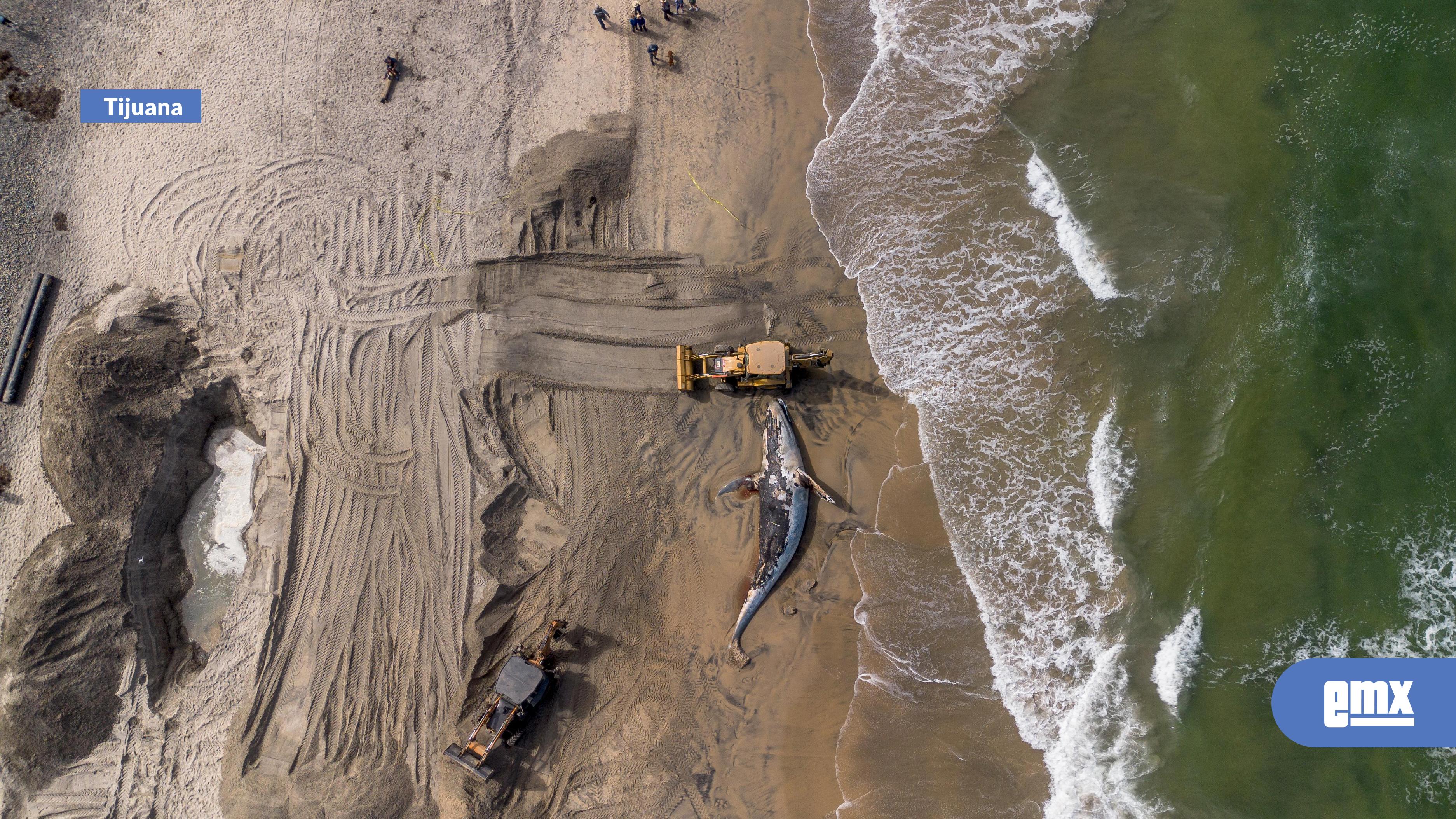 EMX-Excavan-pozo-para-enterrar-ballena-que-apareció-en-la-orilla-de-Playas-de-Tijuana