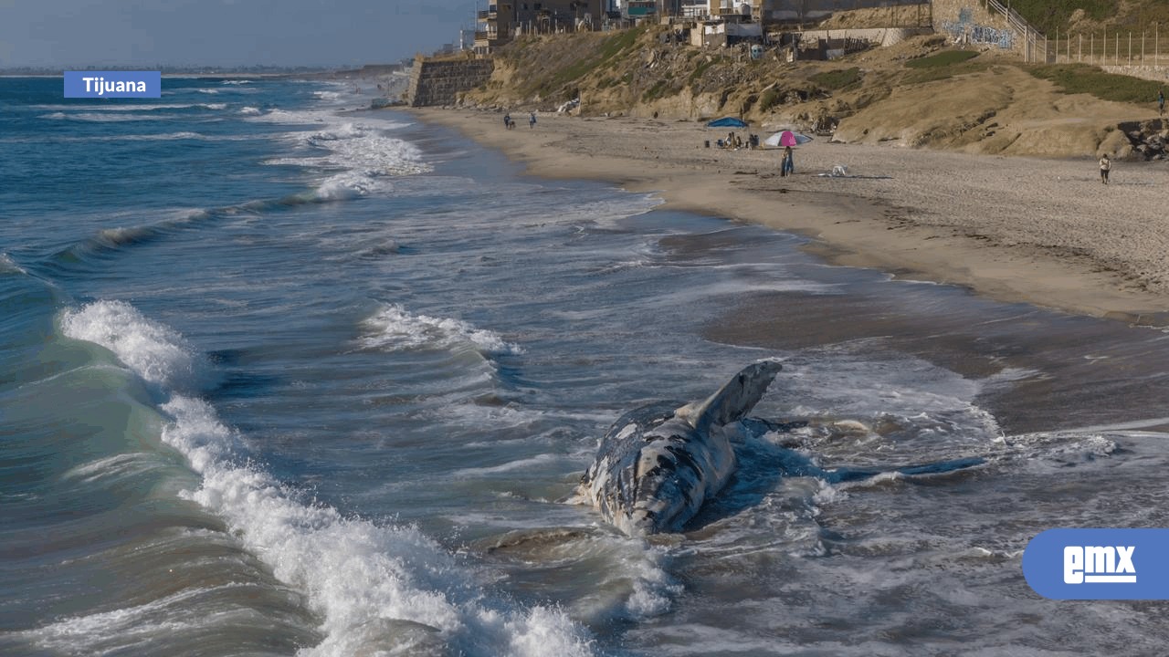EMX-Más-de-90-ballenas-varadas-en-México-durante-2025;-necesarios-señalamientos-encima-de-tumba-en-Playas