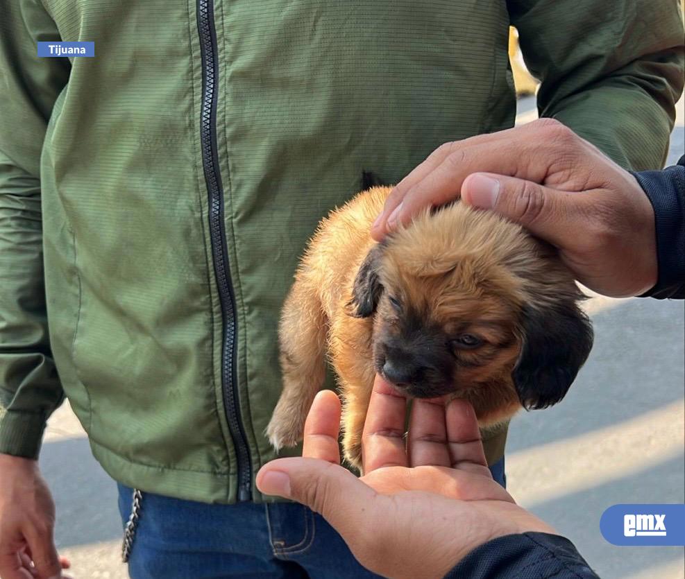 EMX-Rescata-Gobierno-Municipal-de-Tijuana-a-canino-que-era-vendido-ilegalmente-en-vía-pública