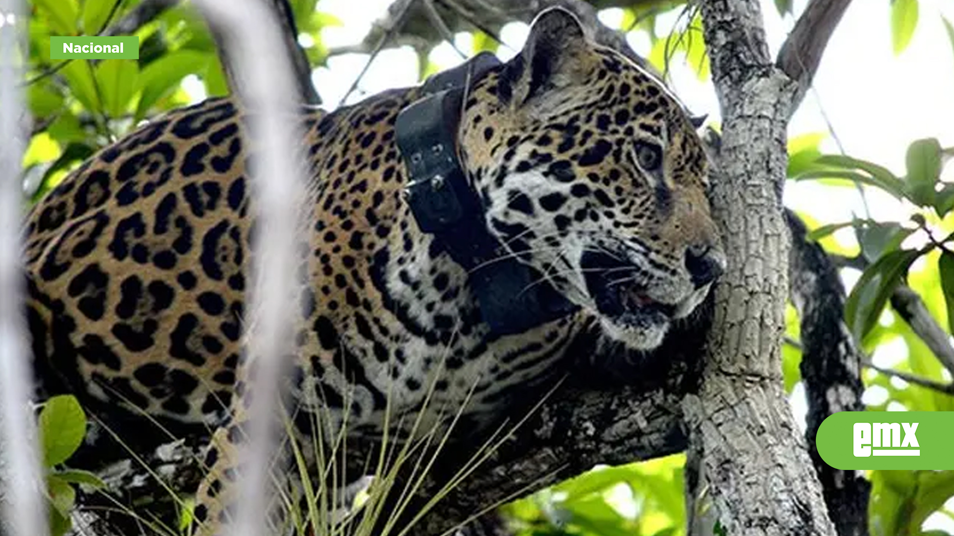 EMX-Ruge-el-jaguar-en-todo-México;-la-población-aumentó-10%-en-seis-años