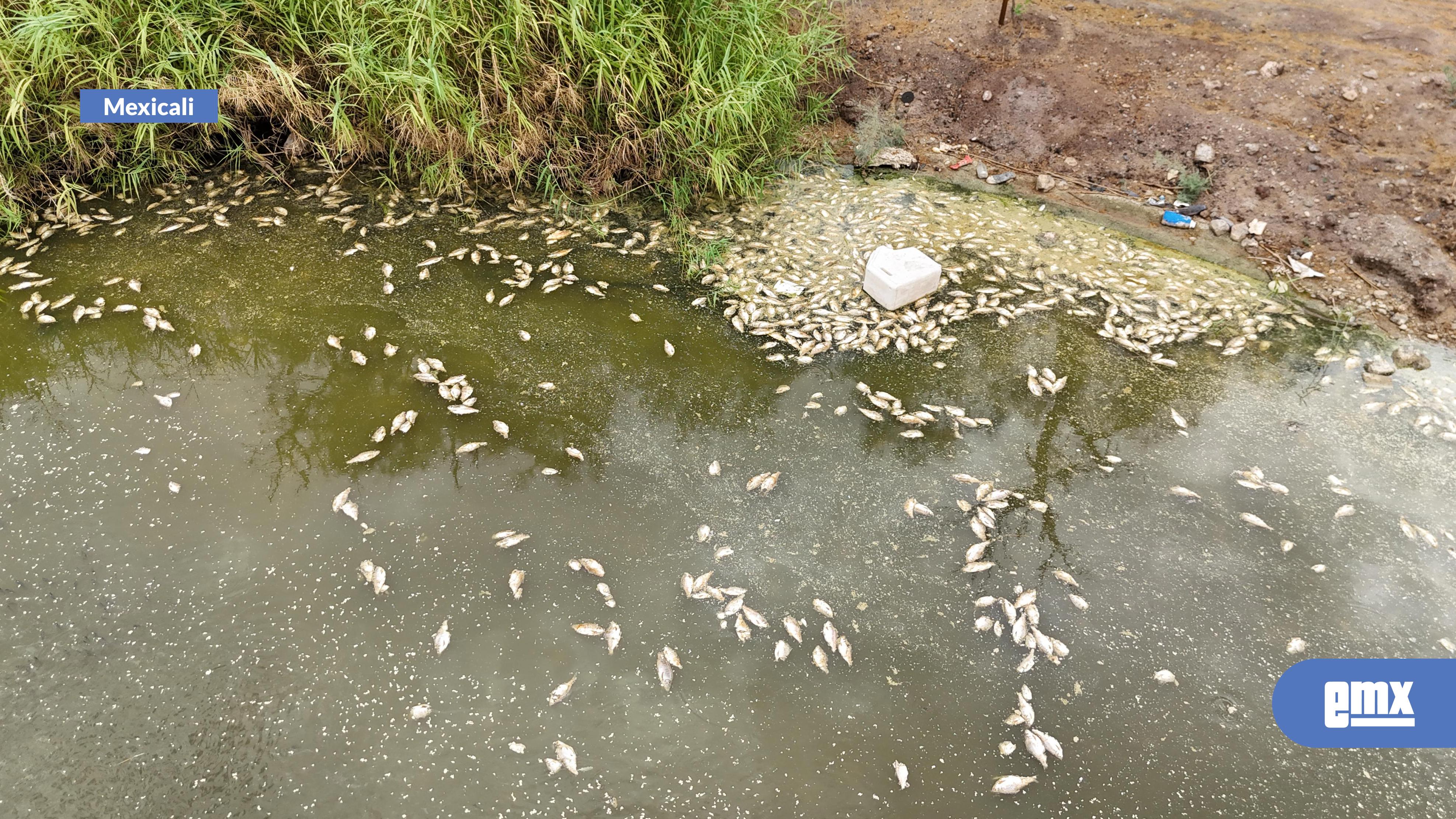 EMX-DETECTA-CESPM-MUERTE-DE-PECES-EN-LAGUNA-XOCHIMILCO