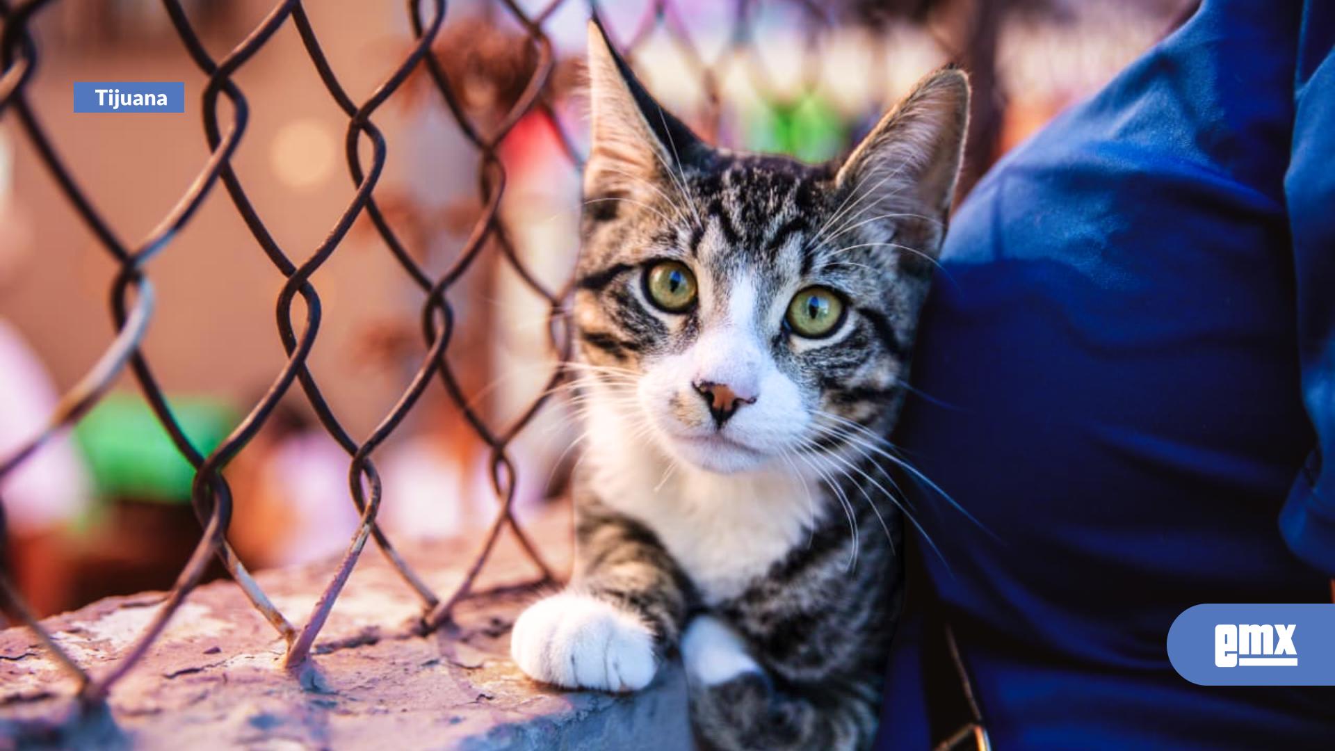 EMX-Esterilizan a más de 100 gatos de manera gratuita en Bastet Cat Café 