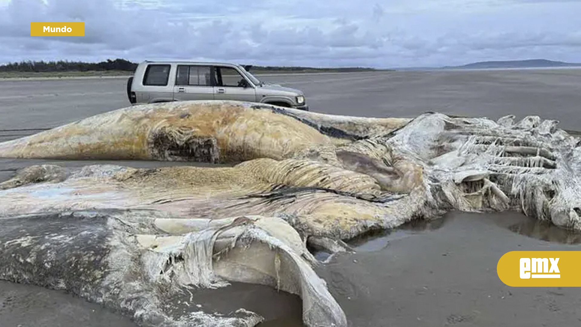 EMX-Colosal-cadáver-de-misteriosa-criatura-marina-es-hallado-en-una-playa-de-Gales