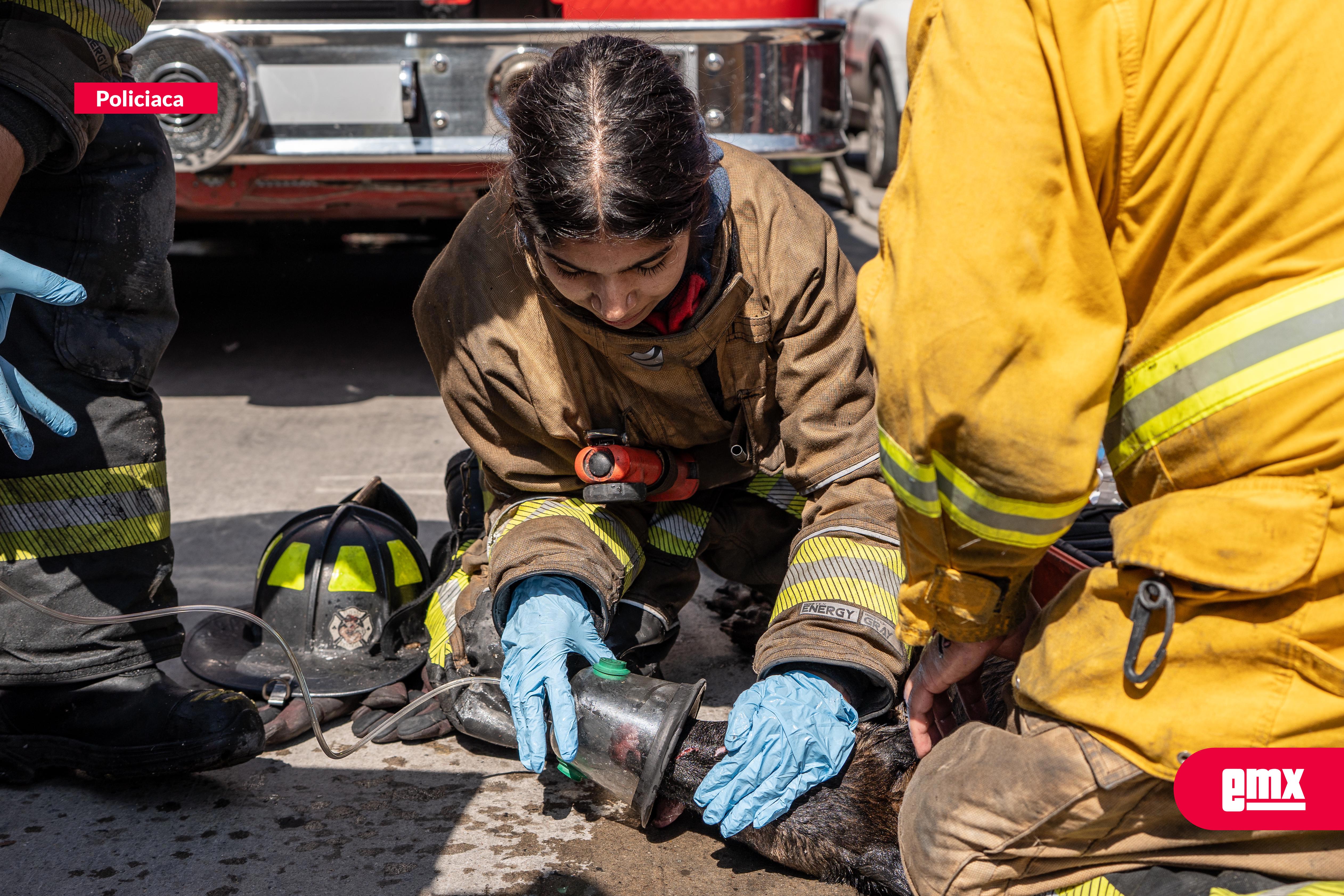 EMX-Bomberos-sofocan-incendio-en-Lomas-Taurinas;rescatan-a-dos-perros