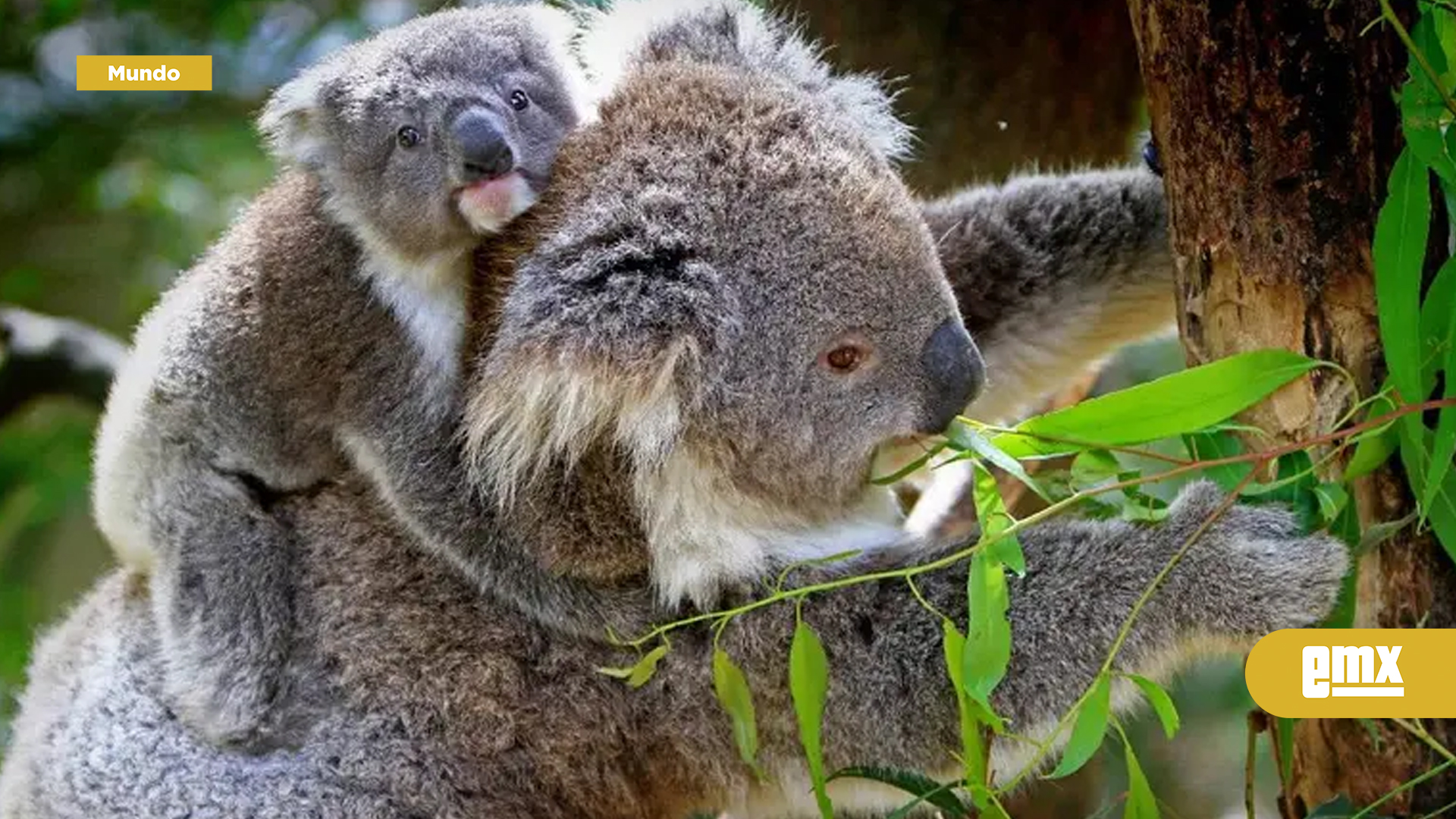 EMX-Australia-crea-el-Gran-Parque-Nacional-de-los-Koalas-para-evitar-su-extinción