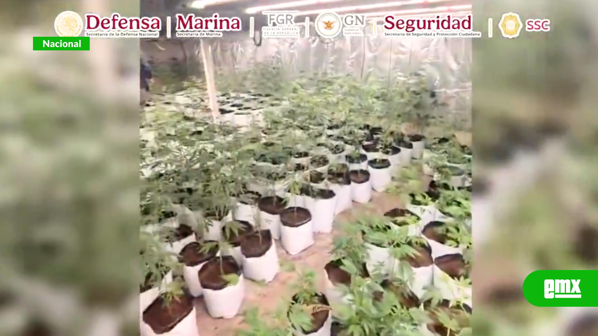 EMX-Autoridades-desmantelan-red-de-marihuana-vinculada-a-la-Familia-Michoacana-en-CDMX;-cuatro-detenidos