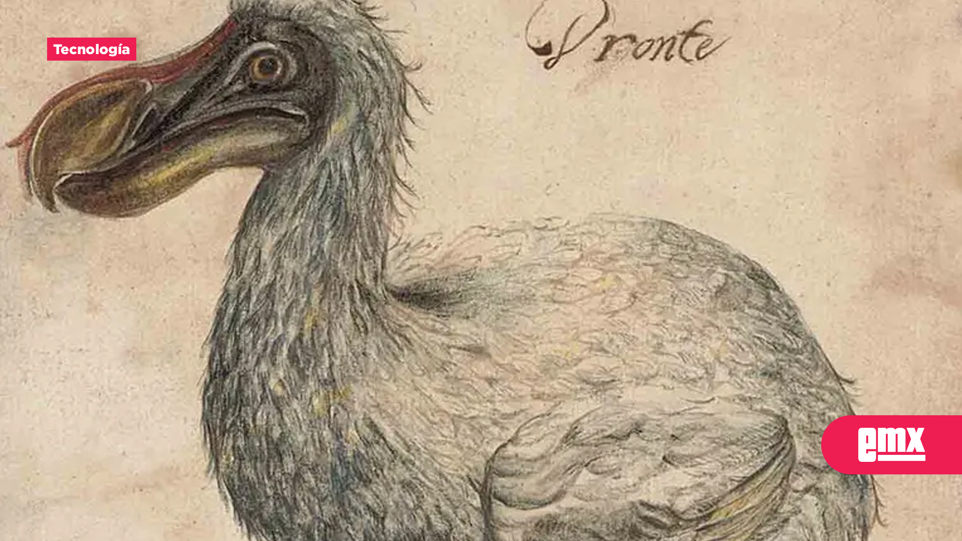 EMX-Científicos-Reprograman-Células-Madre-de-Paloma-para-Resucitar-al-Dodo-para-2030