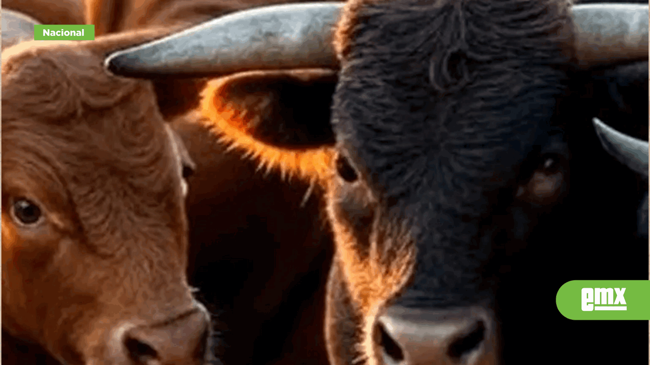 EMX-Tres-toros-desatan-caos-en-San-Felipe,-Guanajuato;-reportan-varios-lesionados-|-VIDEO