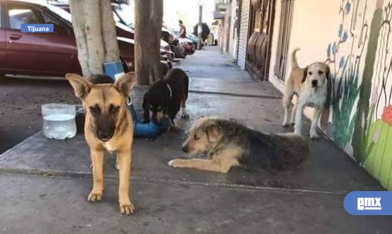 EMX-Diariamente-son-abandonados-30-perros-en-Tijuana;-estiman-hasta-300-mil-en-situación-de-calle