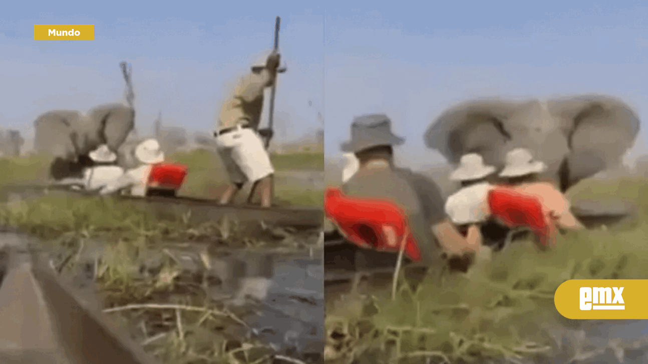 EMX-Elefante enloquece y ataca a turistas en safari en Botswana | VIDEO 