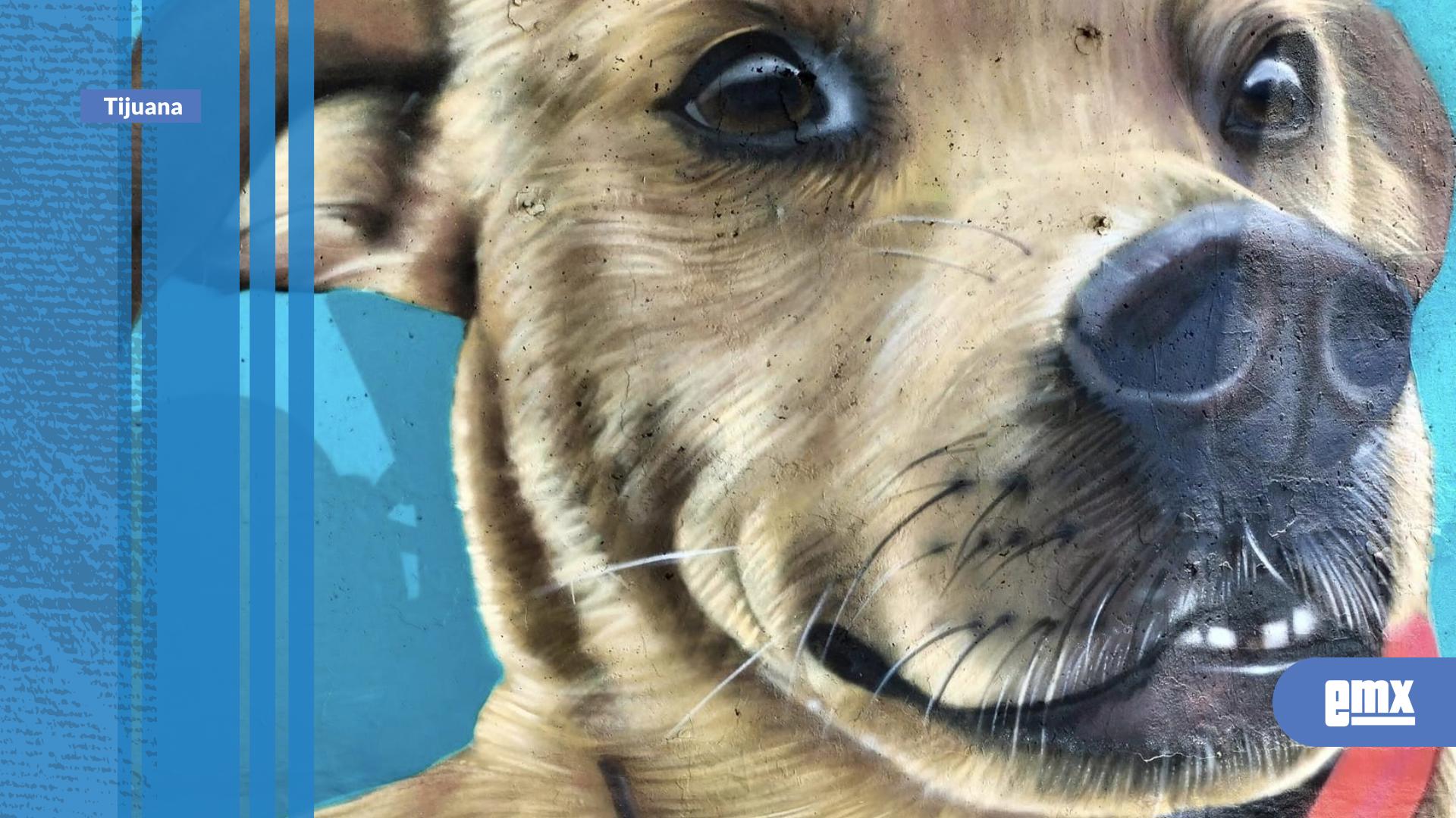 EMX-Fallece-Chicles,-el-perrito-maratonista-de-Tijuana-tras-presunto-envenenamiento