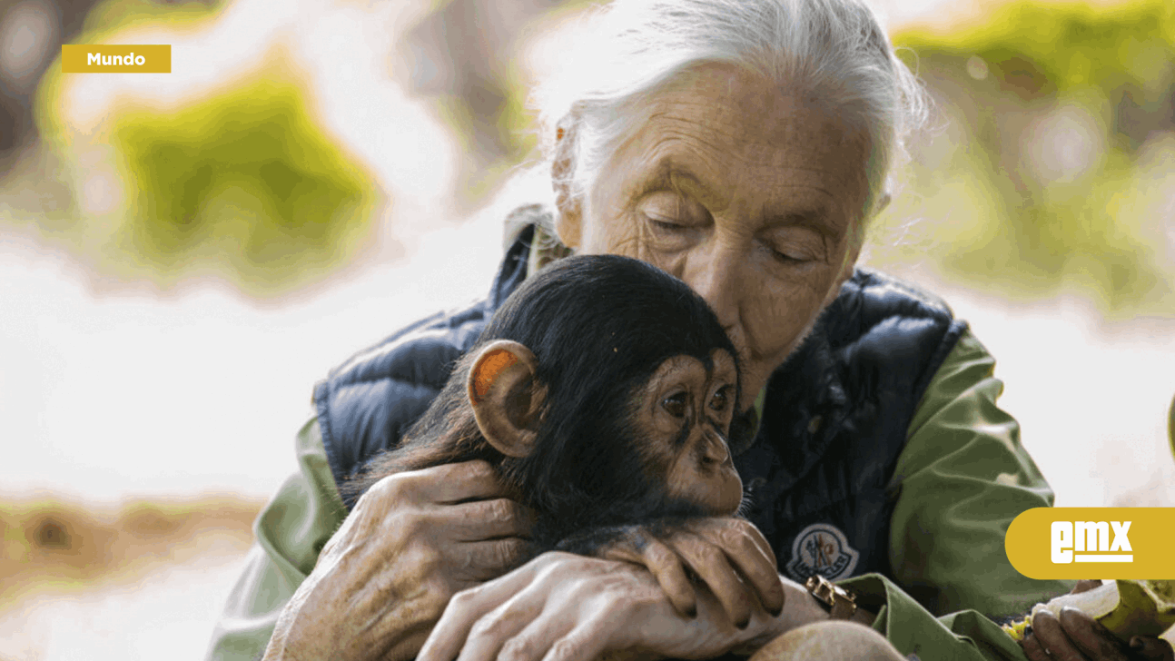 EMX-Muere-Jane-Goodall,-la-eminente-primatóloga-que-narró-la-vida-de-los-chimpancés