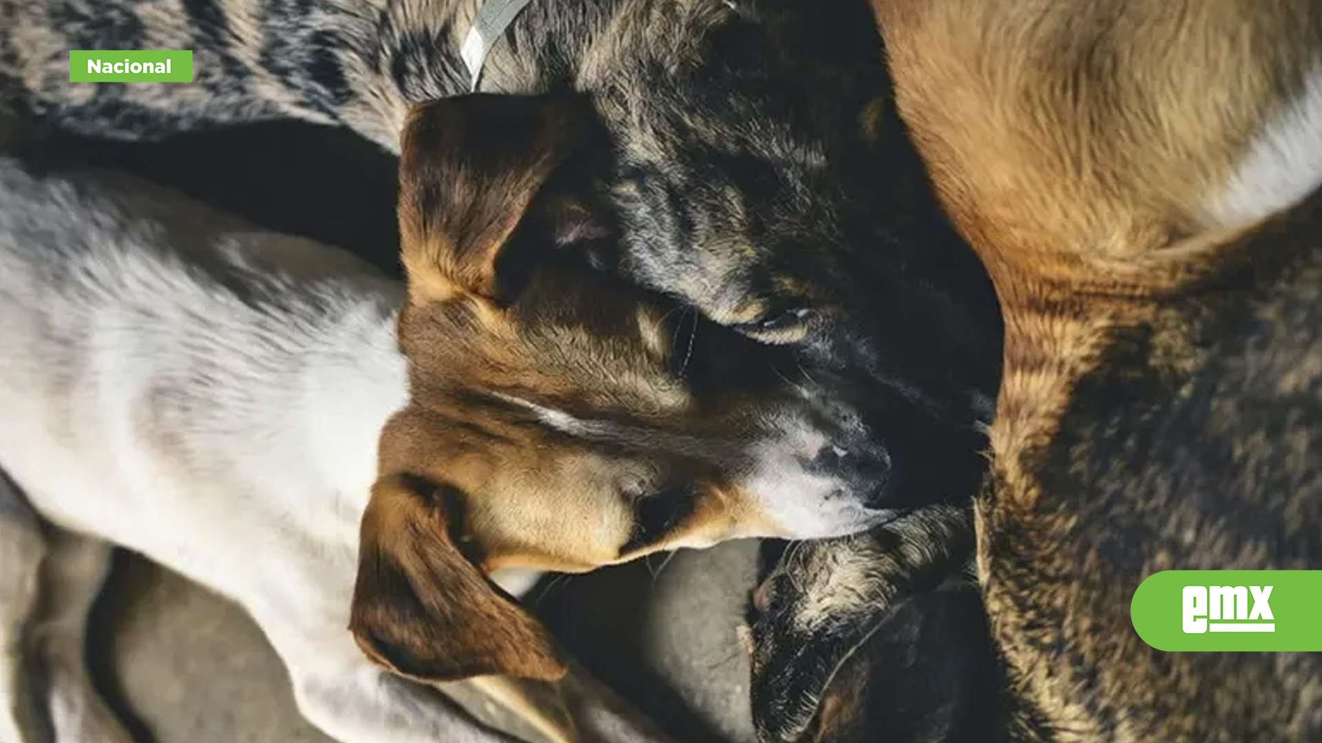 EMX-Investigan ataque químico tras muerte de 15 perros en Michoacán; colectivos exigen justicia