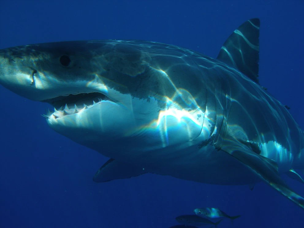 EMX-Tiburón blanco mató a un surfista en Australia