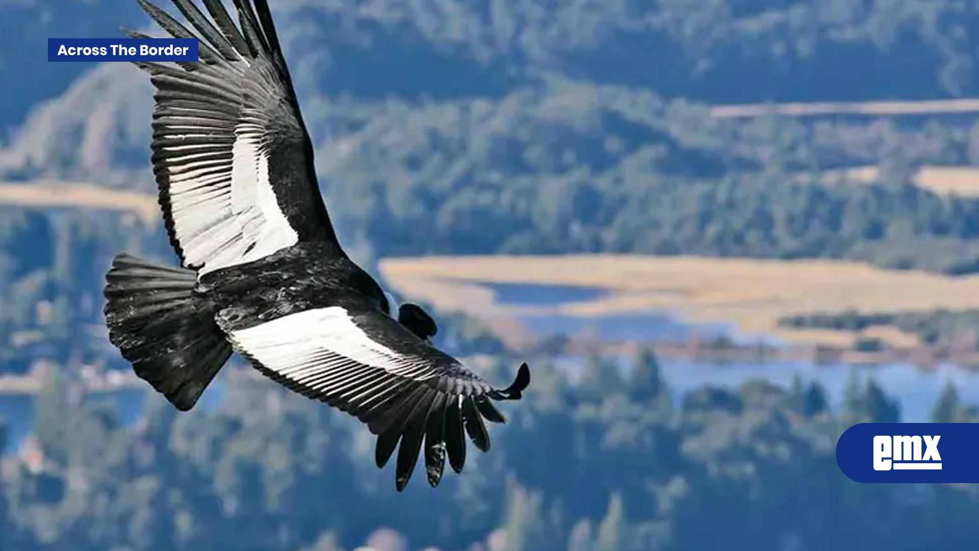 EMX-Buscan-crear-nuevo-clan-de-cóndor-de-California
